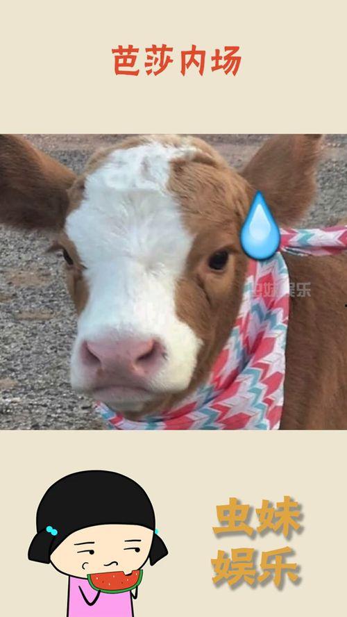 娱乐吃瓜酱的素材